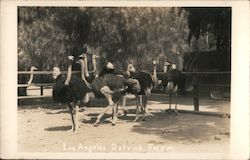 Los Angeles Ostrich Farm California Postcard Postcard Postcard