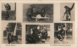 Monkey Shines, Philadelphia Zoological Garden Postcard