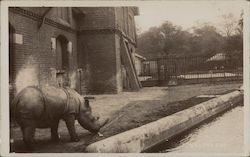 Large Rhinoceros in Zoo Environment Postcard