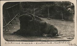 A Dethroned Monarch (Buffalo) in Central Park Postcard