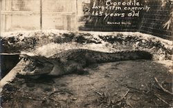 Crocodile - Largest in captivity & 165 Years Old Alligators Randlle Photo Postcard Postcard Postcard