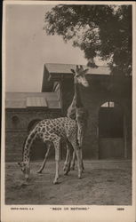 "Neck or Nothing" - Giraffes Postcard