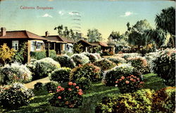 California Bungalows Postcard