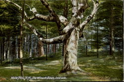 The Wizard Birch Intervale, NH Postcard Postcard