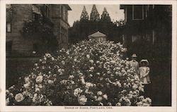 Hedge of Roses Postcard