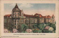 American Museum of Natural History Postcard