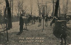 The Deer Farm, Prospect Park New York, NY Postcard Postcard Postcard