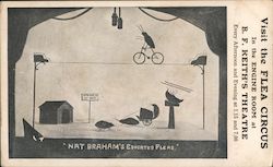 Nat Braham's Educated Flea Circus Postcard Postcard Postcard