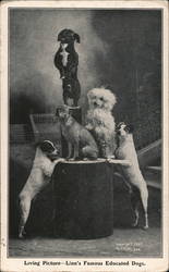 Linn's Famous Educated Dogs Postcard