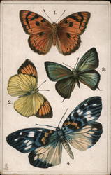 A Collection of Four Butterflies Postcard