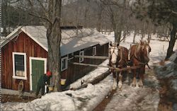 Two horses next to a Northeastern home holding a trough as a man in a red beenie takes sap from a tree Photographic Art Postcard Postcard