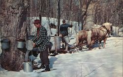 Men collecting maple sugar from tree taps Postcard