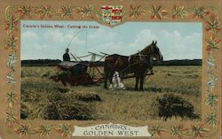 Canada's Golden West: Cutting the Grain Misc. Canada Postcard Postcard Postcard