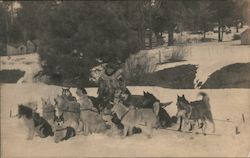 Man with Dog Sled Team in Snow Covered Forest Truckee, CA Postcard Postcard Postcard