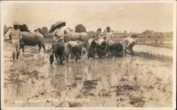 Workers Planting Rice Postcard