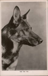 Rin Tin Tin Dogs Postcard Postcard Postcard