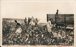 Cotton Picking, Imperial Valley Postcard