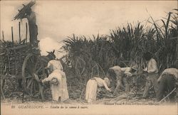 Sugar Cane Harvest Guadeloupe Caribbean Islands Postcard Postcard Postcard