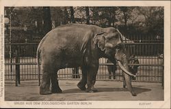 Greeting from the Zoological Garden Berlin - Elephant Postcard