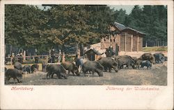 Feeding the Wild Boar Postcard