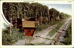 Gathering Hops Farming Postcard Postcard