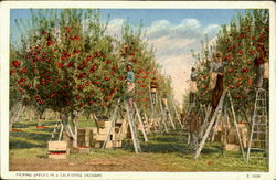 Picking Apples in a California Orchard Scenic, CA Postcard Postcard