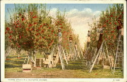 Picking Apples in a California Orchard Postcard Postcard