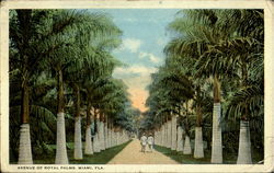 Avenue Fo Royal Palms Postcard