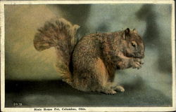 State House Pet Postcard