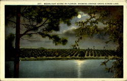 Moonlight Scene In Florida, Showing Orange Grove Across Lake. Postcard