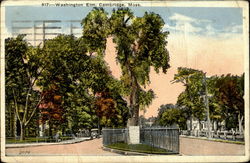 Washington Elm Cambridge, MA Postcard Postcard