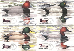 Set of 4: 22c Ducks Postcard