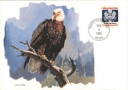 Bald Eagle Postcard