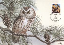 Saw-Whet Owl Maximum Cards Postcard Postcard Postcard