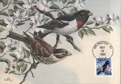 Rose-Breasted Grosbeak Maximum Cards Postcard Postcard Postcard