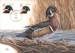 Wood Duck Postcard