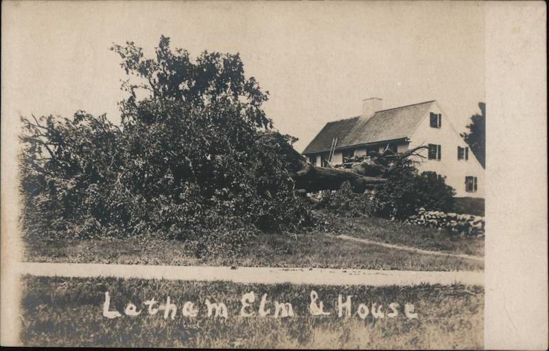 latham-elm-and-house-new-york-postcard