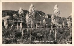 California Yuccas Postcard