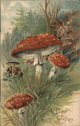 Mushrooms - Best Wishes Postcard