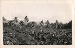 A Taro Field in Hawaii with Palms in the Background Postcard