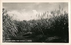 Sugar Cane and Ditch, Oahu Postcard