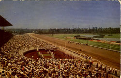 Hollywood Park Race Track Postcard