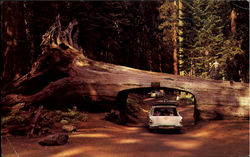 A Tunnel "Drive-Thru" Tree Postcard