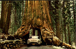 Wawona Tree Postcard