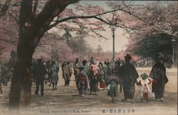 Cherry Blossoms, Uyeno Park Postcard