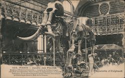 Jardin des Plantes - Squelette d'Elephant Postcard