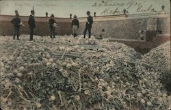 Bone Pile Cuban Cemetery Postcard