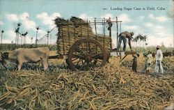 Loading Sugar Cane in Field Cuba Postcard Postcard Postcard