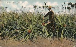 Field of Pineapples Postcard