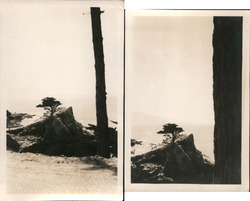 Two Snapshots of the Lone Cypress 1930 Pebble Beach, CA Original Photograph Original Photograph Original Photograph